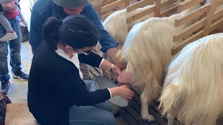 Experience With Girgentan Goats in Agrigento